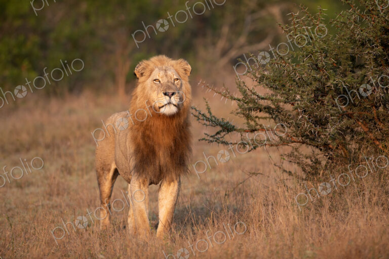 A male lion, Panthera Leo, standing in grass, golden light, direct gaze.
