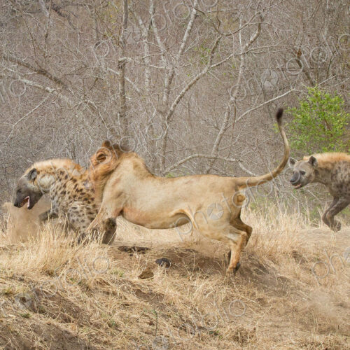 A male lion, Panthera leo, bites a spotted hyena, Crocuta crocuta, bringing it to the… A male lion, Panthera leo, bites a spotted hyena, Crocuta crocuta, bringing it to the…