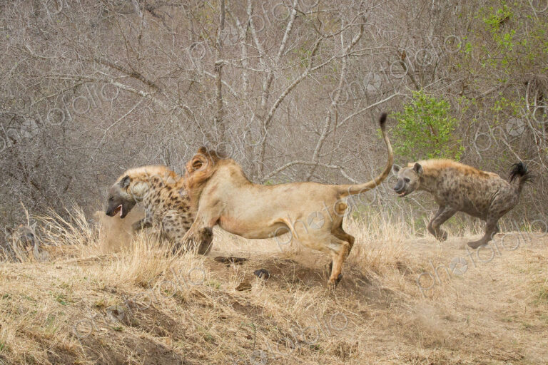 A male lion, Panthera leo, bites a spotted hyena, Crocuta crocuta, bringing it to the…