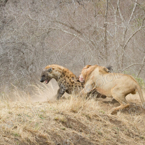A male lion, Panthera leo, bites a spotted hyena, Crocuta crocuta, on its back A male lion, Panthera leo, bites a spotted hyena, Crocuta crocuta, on its back