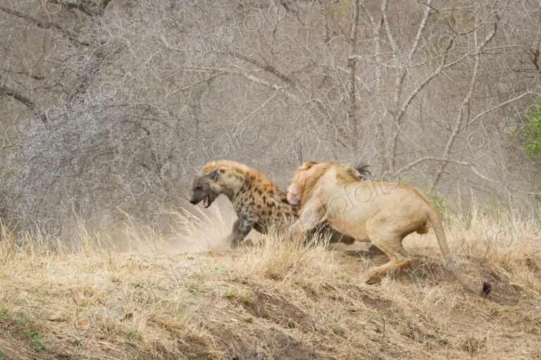 A male lion, Panthera leo, bites a spotted hyena, Crocuta crocuta, on its back