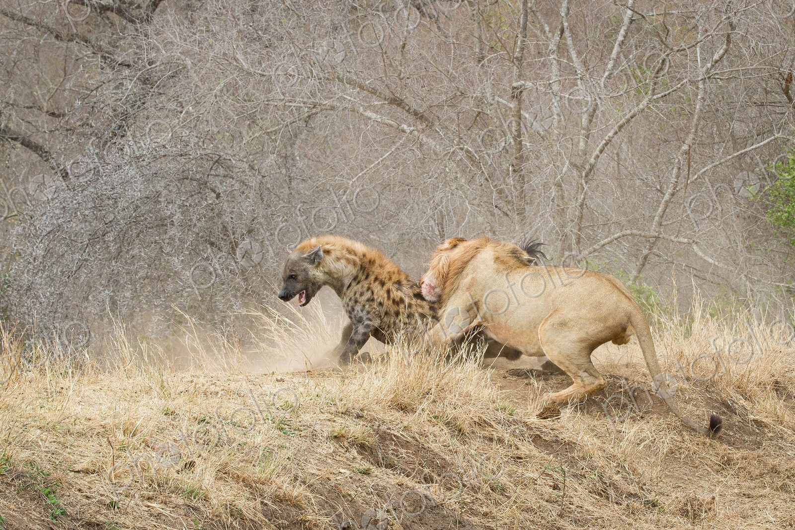 A male lion, Panthera leo, bites a spotted hyena, Crocuta crocuta, on its back