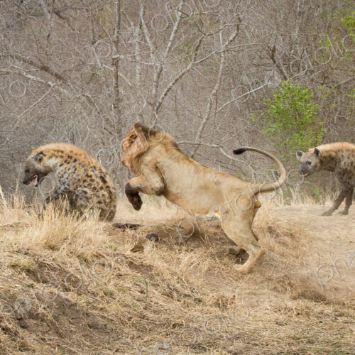 A male lion, Panthera leo, chasing a spotted hyena, Crocuta crocuta, a second hyena… A male lion, Panthera leo, chasing a spotted hyena, Crocuta crocuta, a second hyena…