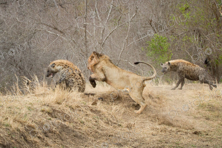A male lion, Panthera leo, chasing a spotted hyena, Crocuta crocuta, a second hyena…