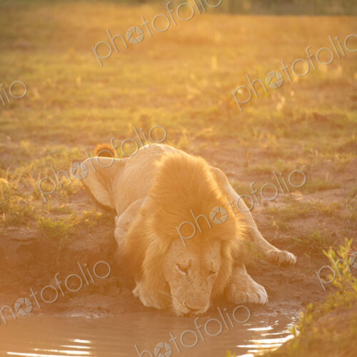 A male lion, Panthera leo, drinking in golden light.