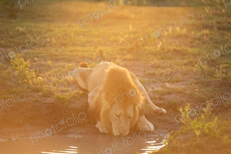 A male lion, Panthera leo, drinking in golden light.