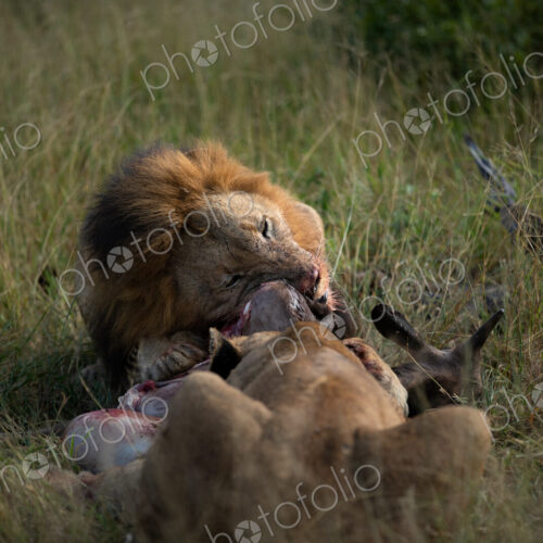 A male lion, Panthera leo, feeding on a kill. A male lion, Panthera leo, feeding on a kill.