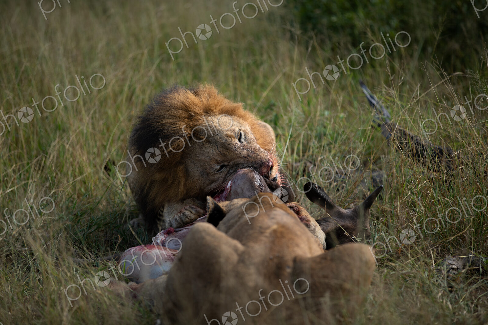 A male lion, Panthera leo, feeding on a kill.
