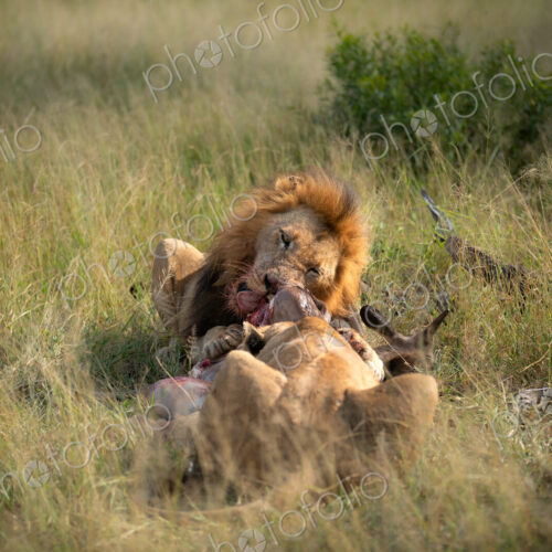 A male lion, Panthera leo, feeding on a kill. A male lion, Panthera leo, feeding on a kill.