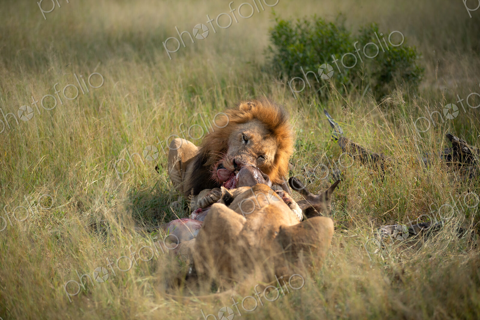 A male lion, Panthera leo, feeding on a kill.