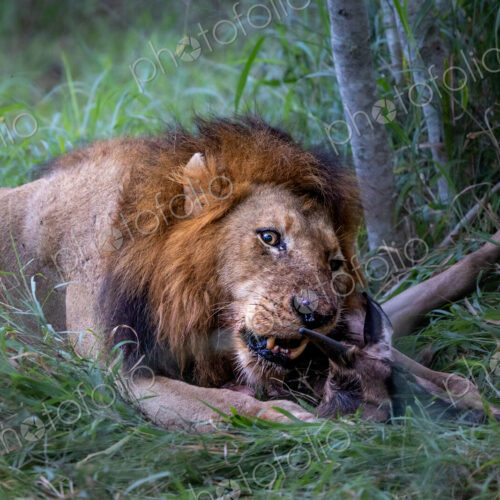 A male lion, Panthera leo, feeding on a wildebeest, Connochaetes taurinus. A male lion, Panthera leo, feeding on a wildebeest, Connochaetes taurinus.