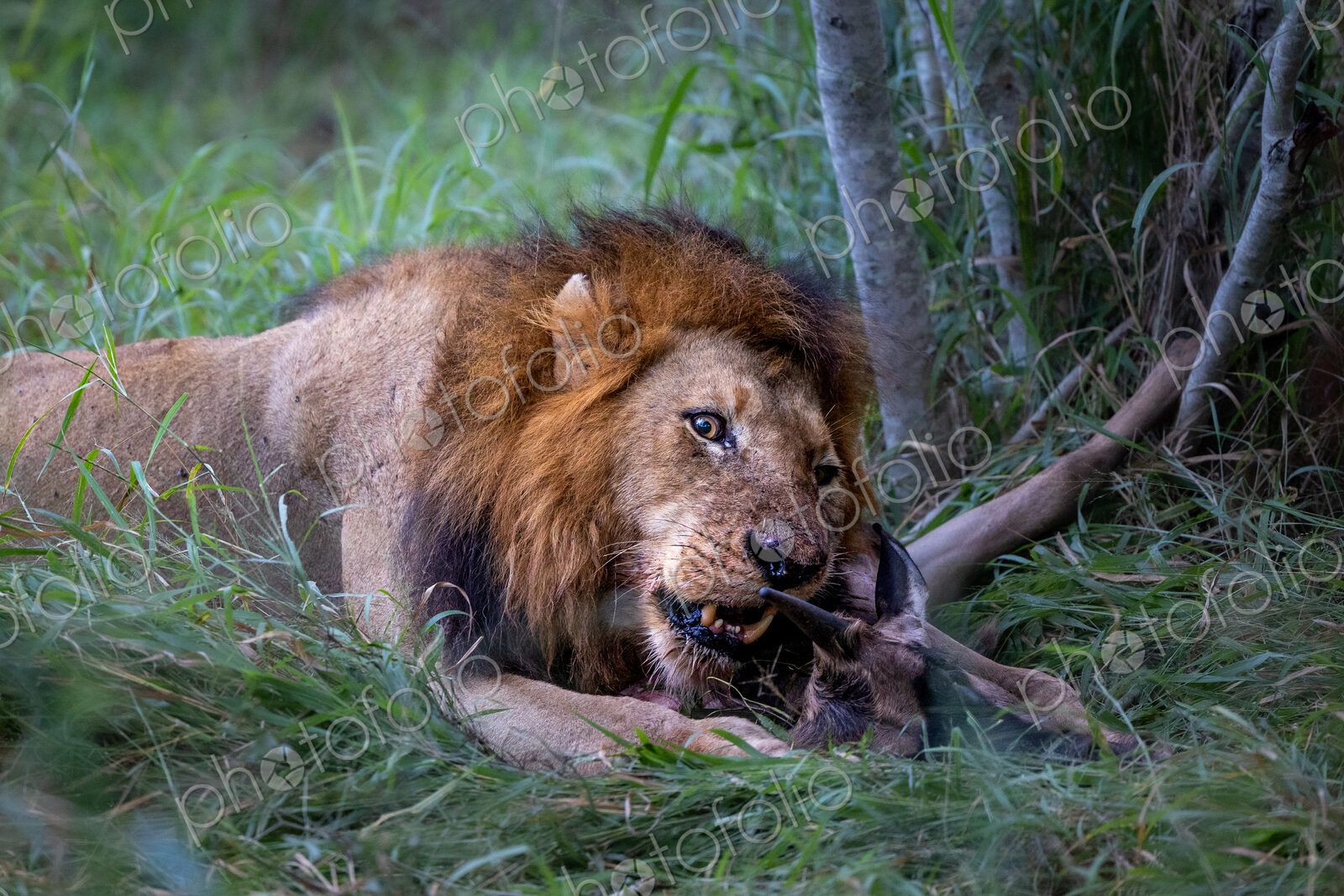A male lion, Panthera leo, feeding on a wildebeest, Connochaetes taurinus.