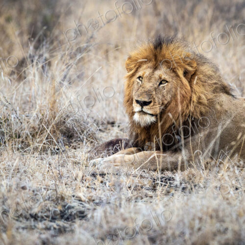 A male lion, Panthera leo, lies down in dry brown grass, direct gaze over shoulder,… A male lion, Panthera leo, lies down in dry brown grass, direct gaze over shoulder,…