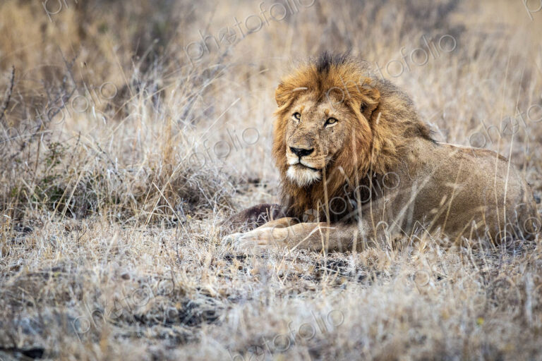 A male lion, Panthera leo, lies down in dry brown grass, direct gaze over shoulder,…