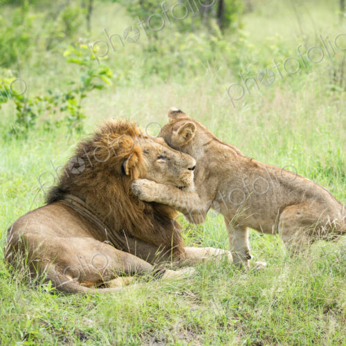 A male lion, Panthera leo, lies in green grass, a lion cub wraps its from leg around… A male lion, Panthera leo, lies in green grass, a lion cub wraps its from leg around…
