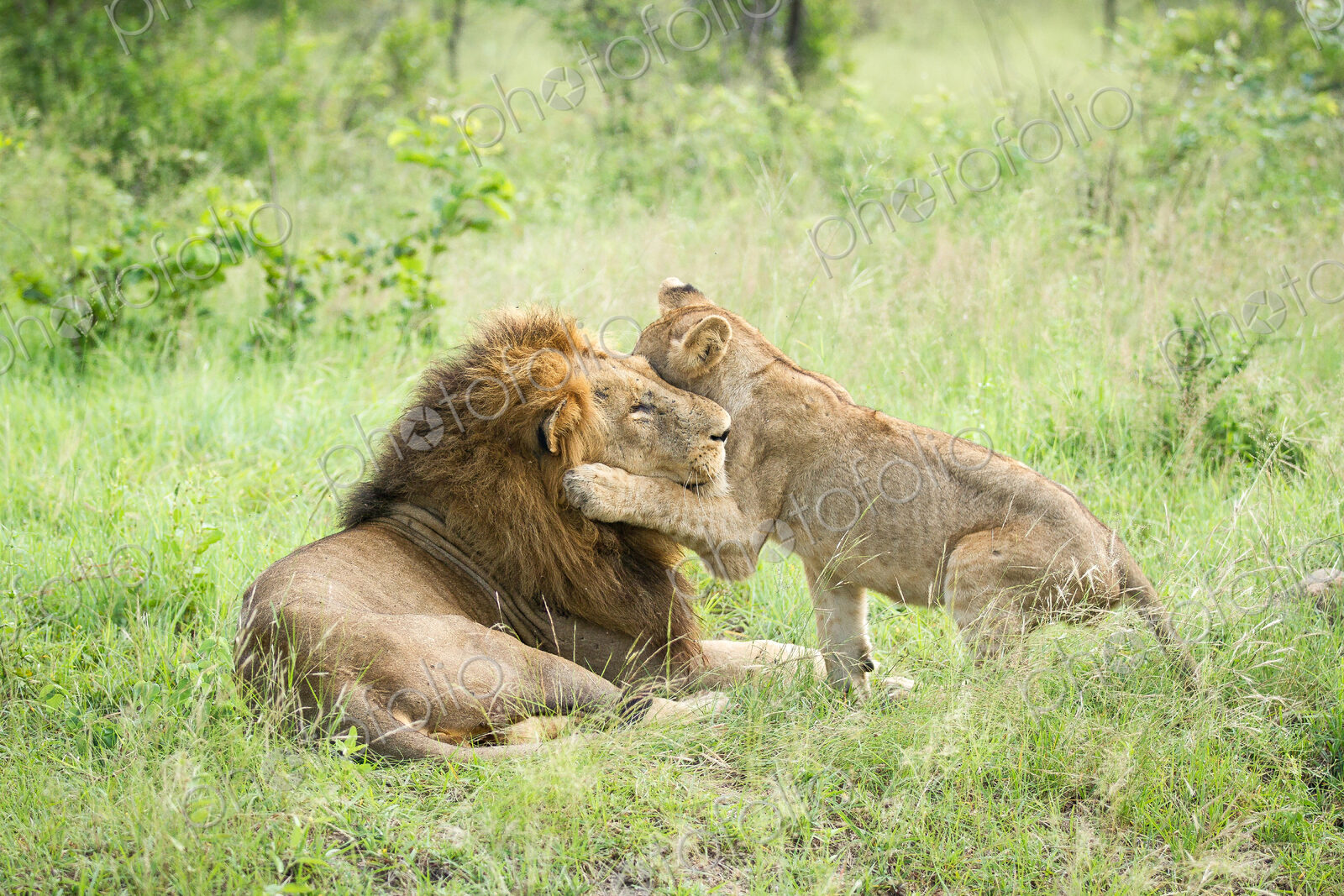 A male lion, Panthera leo, lies in green grass, a lion cub wraps its from leg around…