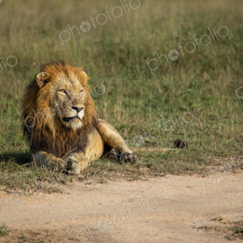 A male lion, Panthera leo, lying down in an open clearing. A male lion, Panthera leo, lying down in an open clearing.