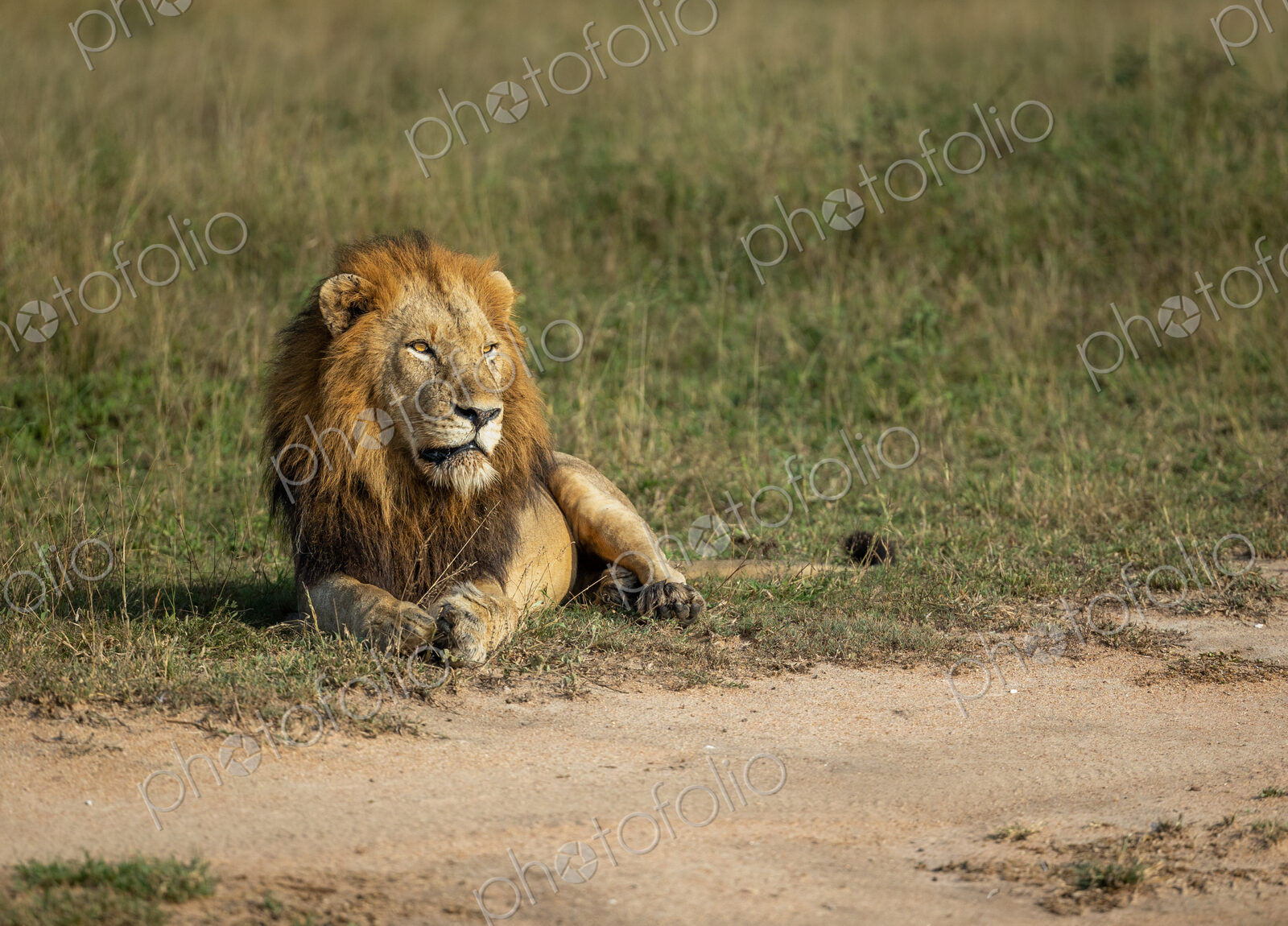 A male lion, Panthera leo, lying down in an open clearing.