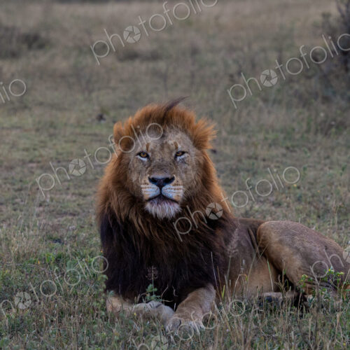 A male lion, Panthera leo, lying down in an open clearing, direct gaze.