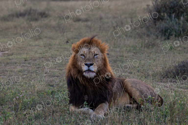 A male lion, Panthera leo, lying down in an open clearing, direct gaze.