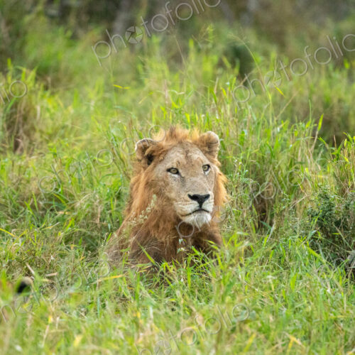 A male lion, Panthera leo, lying down in long grass. A male lion, Panthera leo, lying down in long grass.