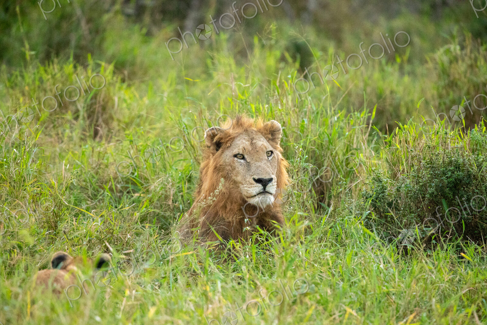 A male lion, Panthera leo, lying down in long grass.