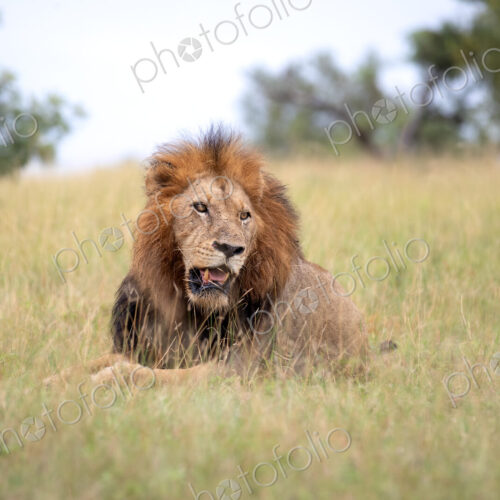 A male lion, Panthera leo, lying in grass. A male lion, Panthera leo, lying in grass.