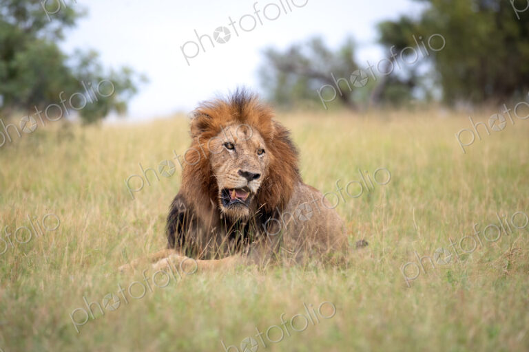 A male lion, Panthera leo, lying in grass.