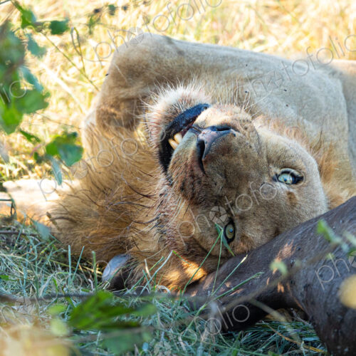A male lion, Panthera leo, lying next to a buffalo carcass.