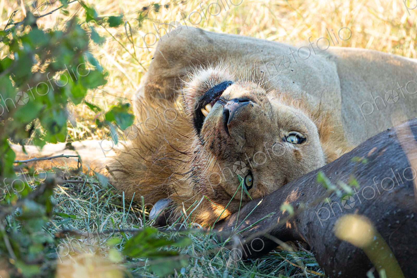 A male lion, Panthera leo, lying next to a buffalo carcass.