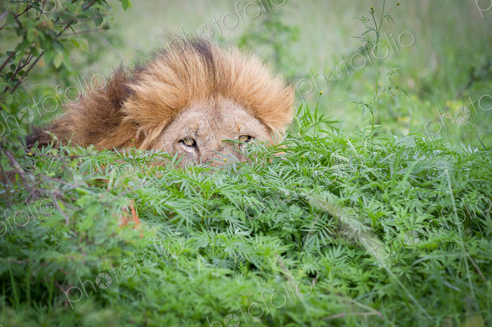 A male lion, Panthera leo, peeks up from behind a bush, yellow eyes and mane visible