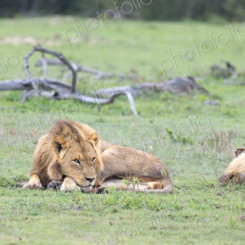 A male lion, Panthera leo, resting in short grass. A male lion, Panthera leo, resting in short grass.