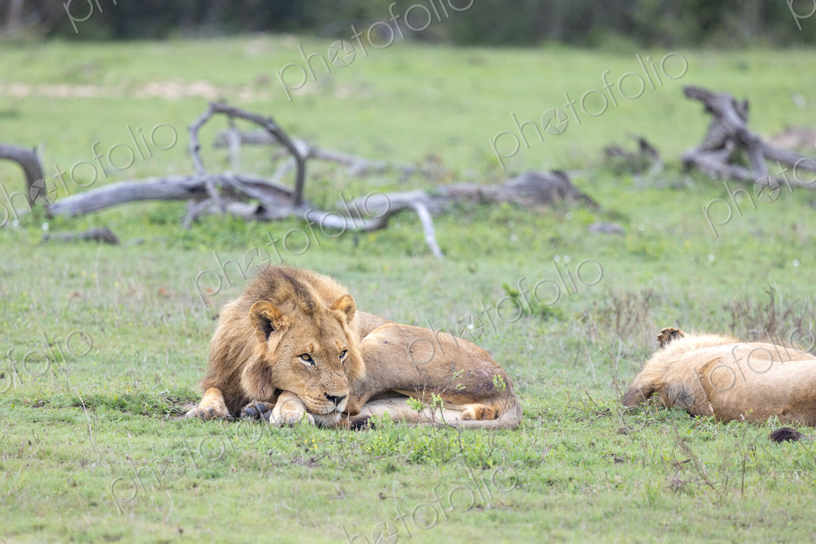 A male lion, Panthera leo, resting in short grass.