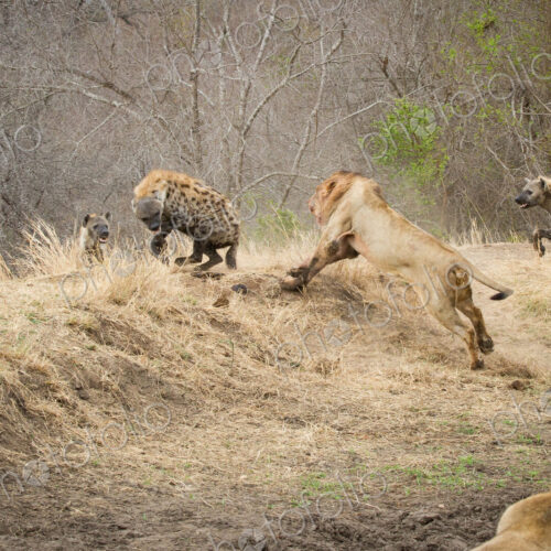 A male lion, Panthera leo, runs up a slope after a spotted hyena, Crocuta crocuta, who… A male lion, Panthera leo, runs up a slope after a spotted hyena, Crocuta crocuta, who…
