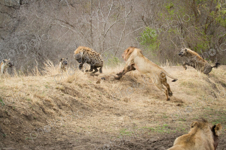 A male lion, Panthera leo, runs up a slope after a spotted hyena, Crocuta crocuta, who…