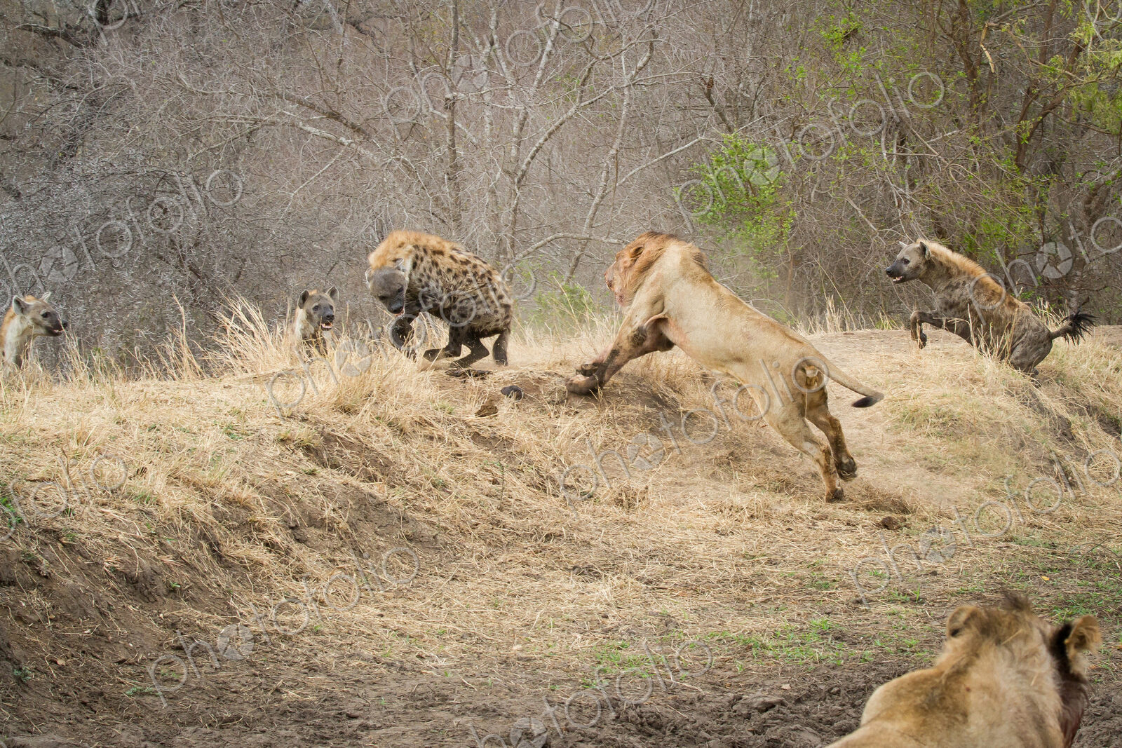 A male lion, Panthera leo, runs up a slope after a spotted hyena, Crocuta crocuta, who…