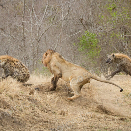 A male lion, Panthera leo, runs up a slope after a spotted hyena, Crocuta crocuta, who… A male lion, Panthera leo, runs up a slope after a spotted hyena, Crocuta crocuta, who…