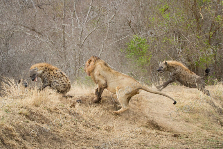 A male lion, Panthera leo, runs up a slope after a spotted hyena, Crocuta crocuta, who…