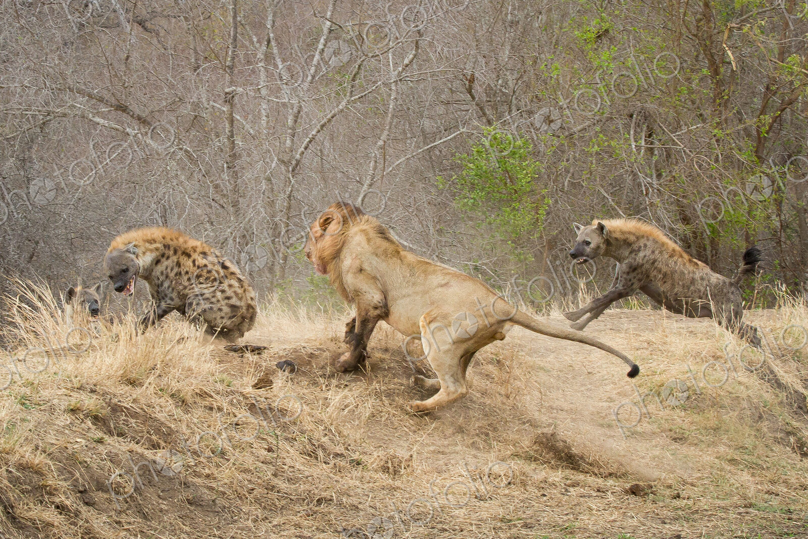 A male lion, Panthera leo, runs up a slope after a spotted hyena, Crocuta crocuta, who…