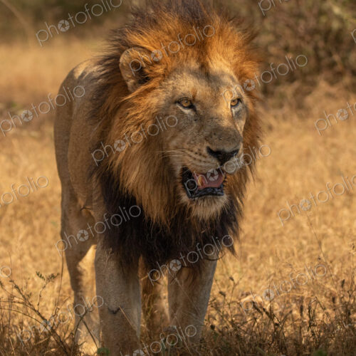 A male lion, Panthera leo, standing up and panting.