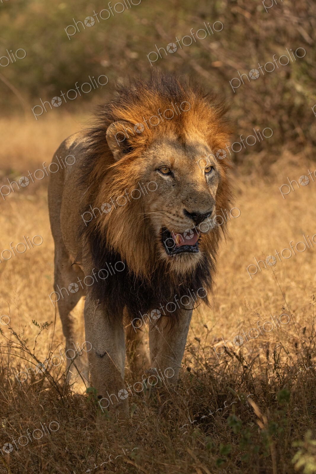 A male lion, Panthera leo, standing up and panting.