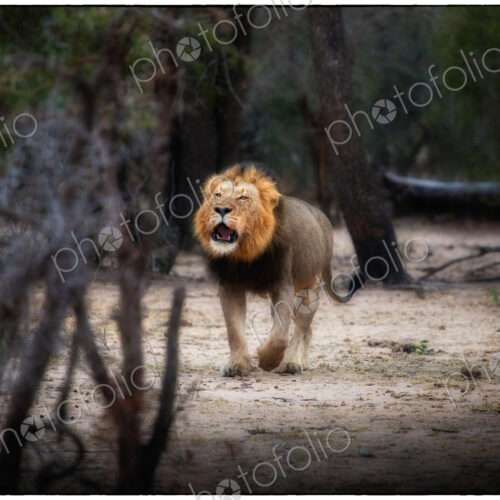 A male lion, Panthera leo, stands in a clearing, open mouth, roaring, looking away.