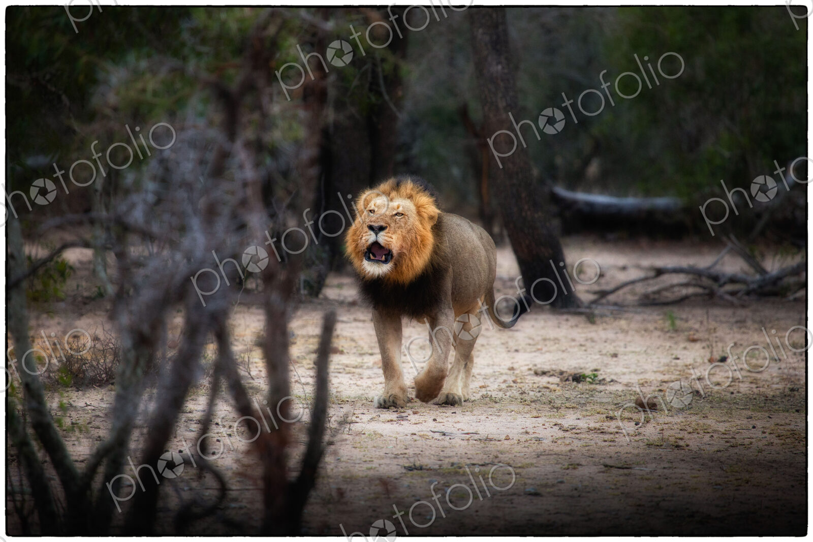 A male lion, Panthera leo, stands in a clearing, open mouth, roaring, looking away.