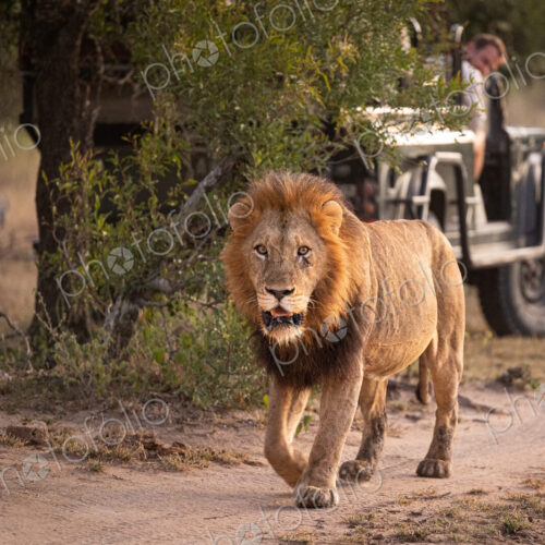 A male lion, Panthera leo, walking a long a road with a safari vehicle behind it. A male lion, Panthera leo, walking a long a road with a safari vehicle behind it.