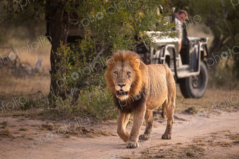 A male lion, Panthera leo, walking a long a road with a safari vehicle behind it.