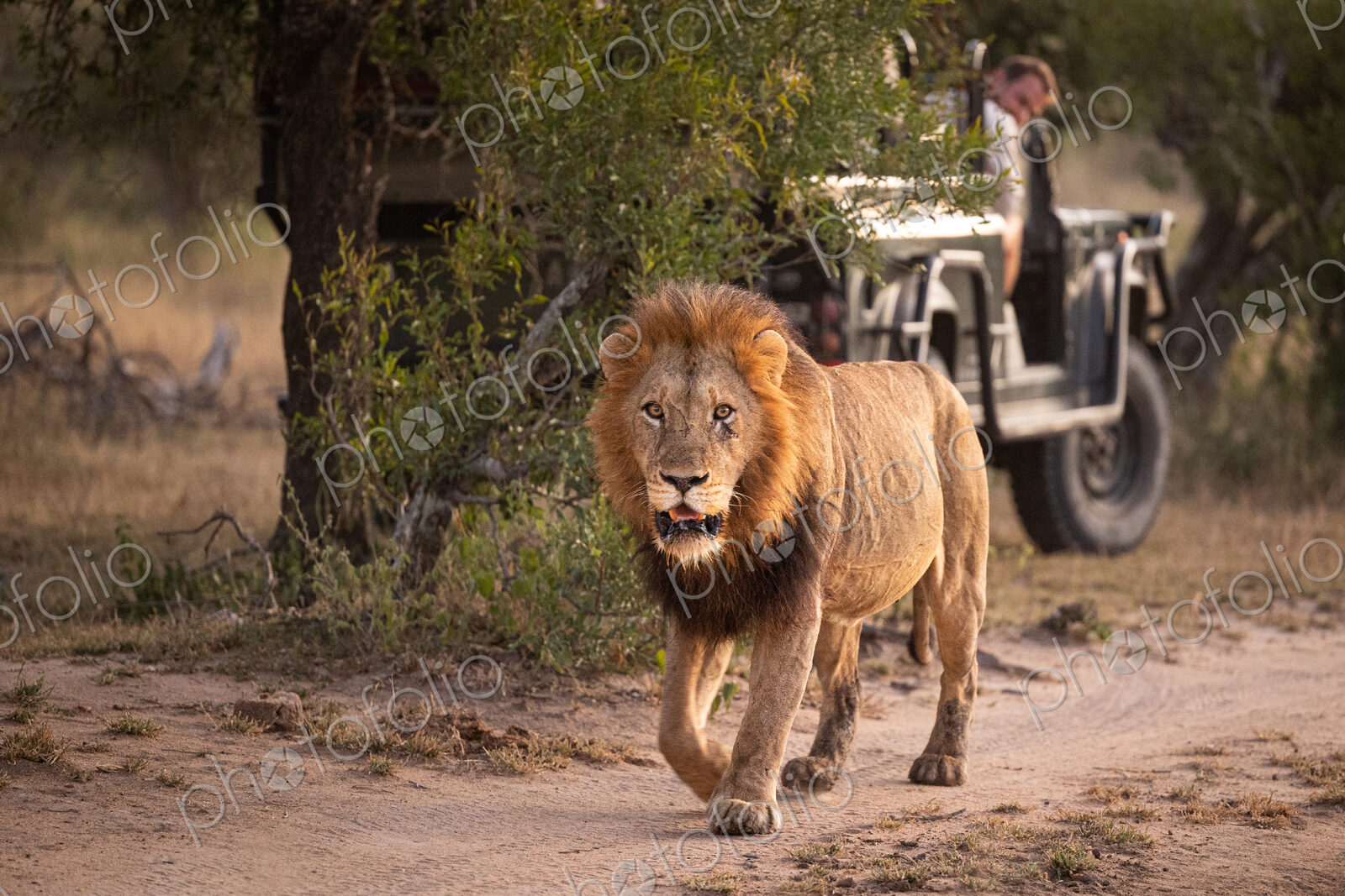 A male lion, Panthera leo, walking a long a road with a safari vehicle behind it.