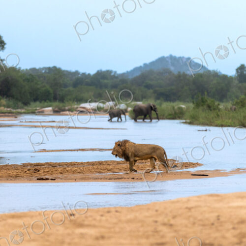 A male lion, Panthera leo, walking across a river, with elephants, Loxodonta africana,… A male lion, Panthera leo, walking across a river, with elephants, Loxodonta africana,…