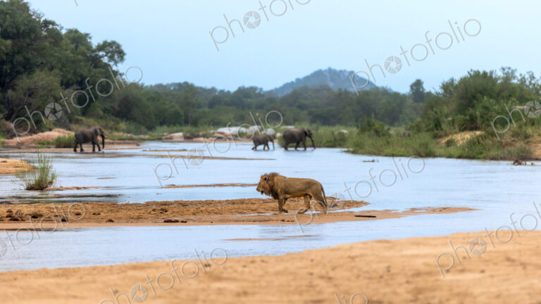 A male lion, Panthera leo, walking across a river, with elephants, Loxodonta africana,…