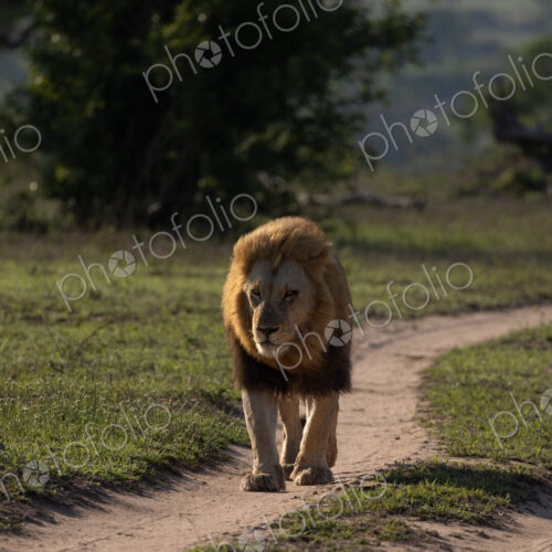 A male lion, Panthera leo, walking down a road.