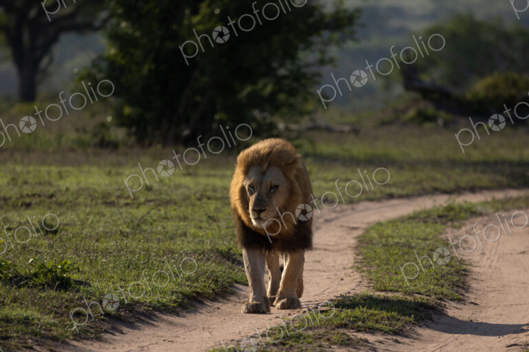 A male lion, Panthera leo, walking down a road.